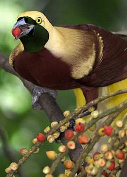 ��Ĺ���-������